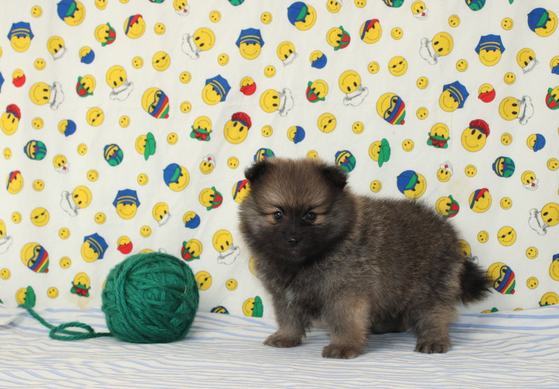 puppy, for, sale, Pomeranian, Matthew B. Stoltzfus, dog, breeder, Gap, PA, dog-breeder, puppy-for-sale, forsale, nearby, find, puppyfind, locator, puppylocator, aca